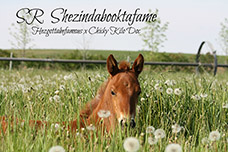 Hezgottabefamous foal